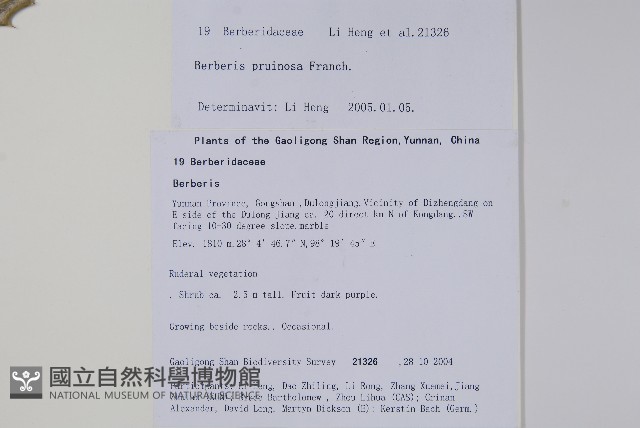 粉葉小檗藏品圖，第2張