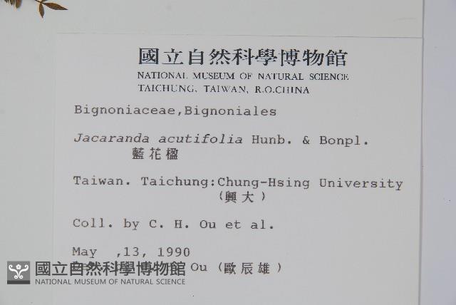 藍花楹藏品圖，第2張