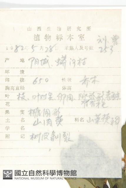 山茱萸藏品圖，第2張