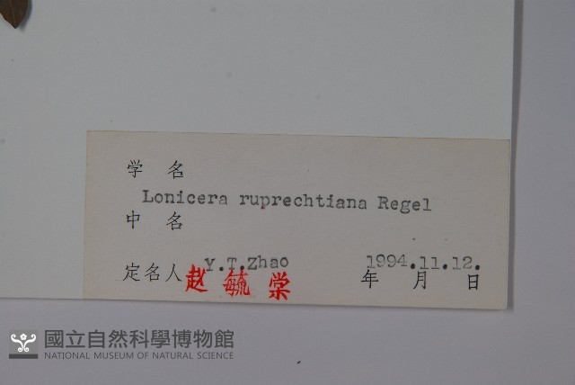 長白忍冬藏品圖，第2張