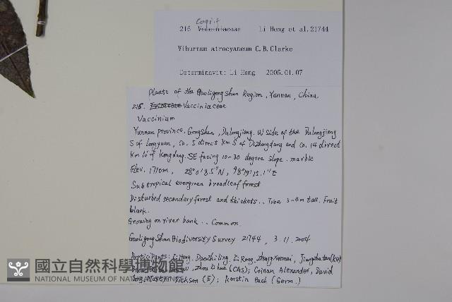 藍黑果莢迷藏品圖，第2張