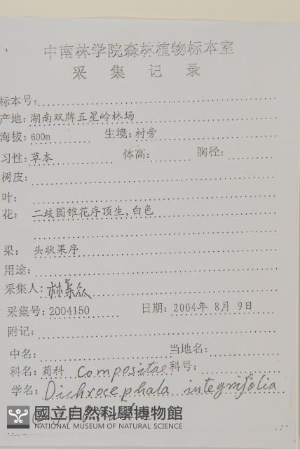 茯苓菜藏品圖，第2張