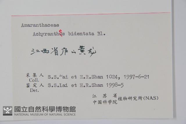 牛膝藏品圖，第2張