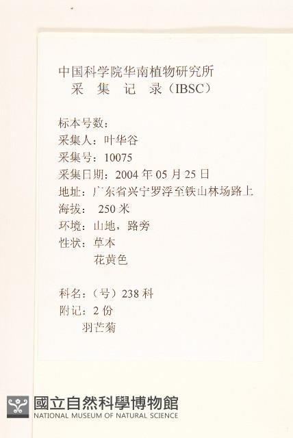 長柄菊藏品圖，第2張