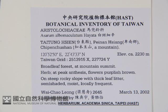 白斑細辛藏品圖，第2張