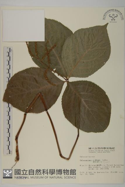 臺灣及己藏品圖，第1張