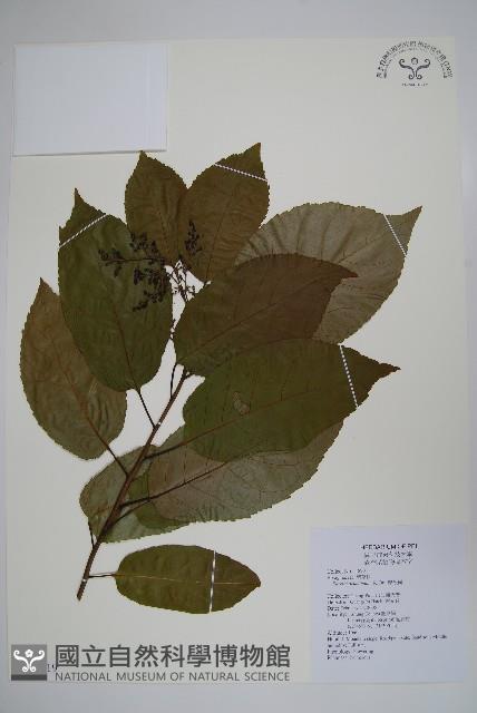 厚殼樹藏品圖，第1張