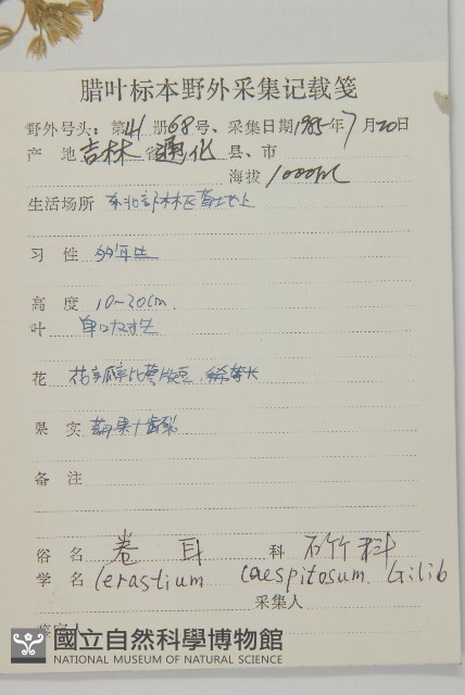 簇生卷耳藏品圖，第2張