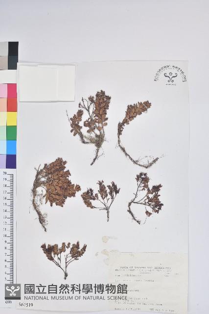 高山白珠樹藏品圖，第1張