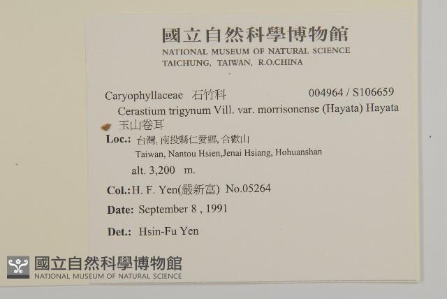 玉山卷耳藏品圖，第2張