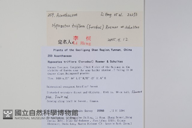三花槍刀菜藏品圖，第2張