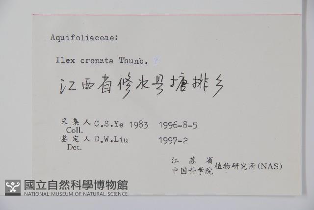 假黃楊藏品圖，第2張