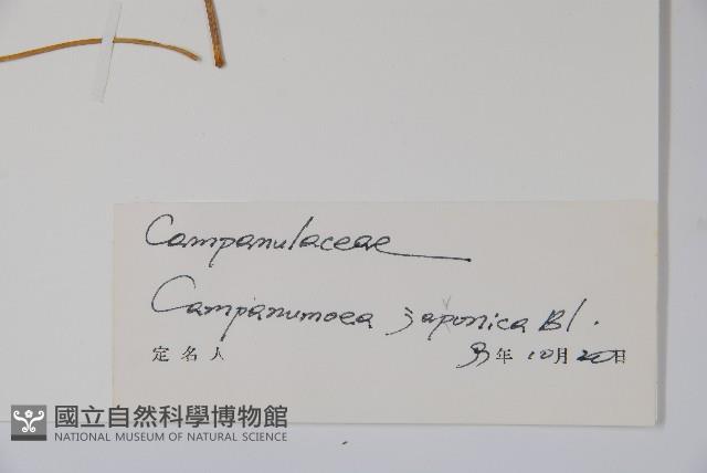 大花金錢豹藏品圖，第2張