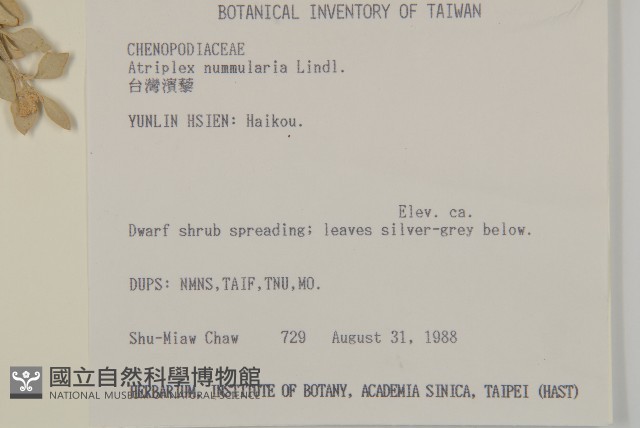 臺灣濱藜藏品圖，第2張