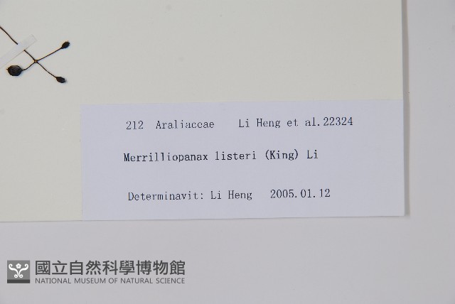 長梗常春木藏品圖，第2張