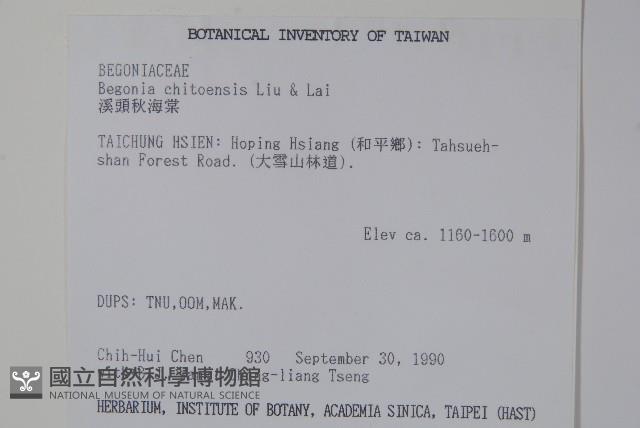 溪頭秋海棠藏品圖，第2張