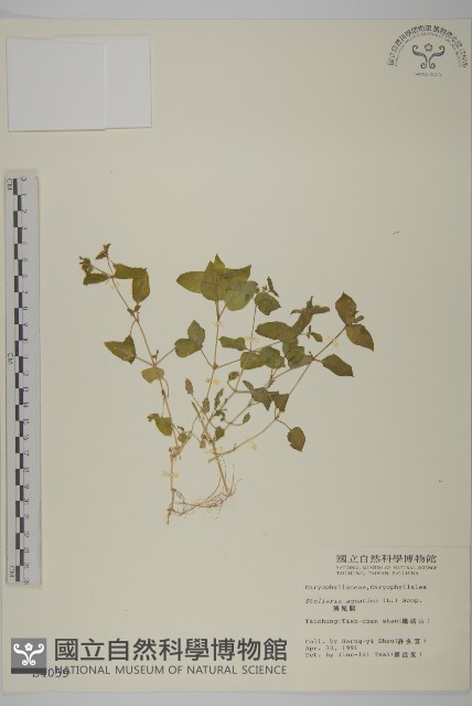 鵝兒腸藏品圖，第1張