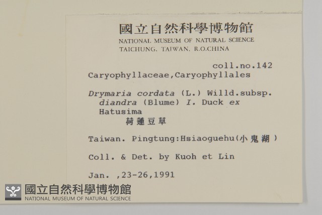 荷蓮豆草、菁芳草藏品圖，第2張