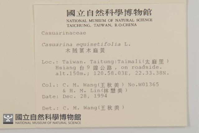 木麻黃藏品圖，第2張