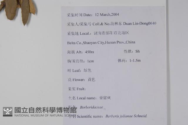 濠豬刺藏品圖，第2張