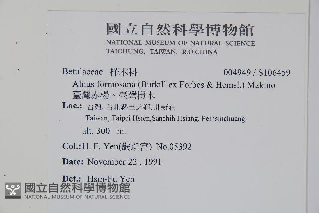 臺灣赤楊、臺灣榿木藏品圖，第2張