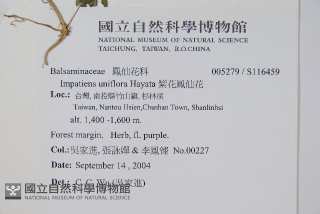 紫花鳳仙花藏品圖，第2張