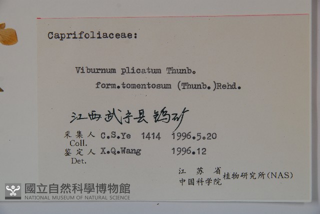 蝴蠂莢迷藏品圖，第2張