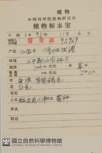 粗齒兔兒傘藏品圖，第2張