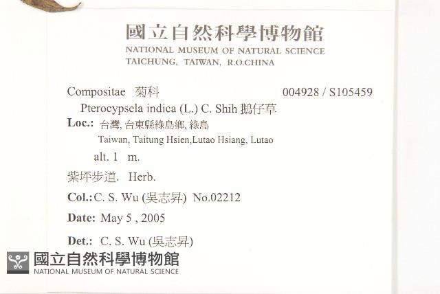 鵝仔草藏品圖，第2張