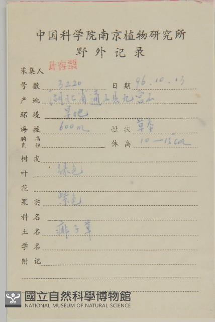 石胡荽、吐金草藏品圖，第2張