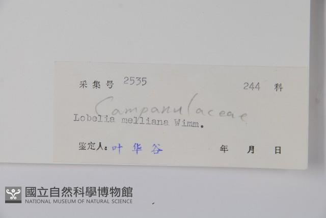 東南山梗菜藏品圖，第2張