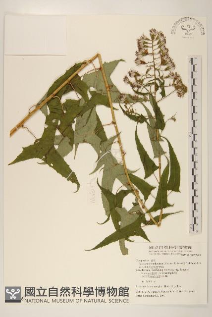 台灣升麻藏品圖，第2張