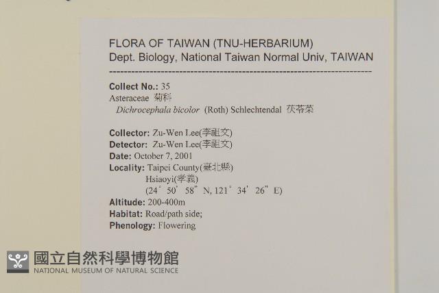 茯苓菜藏品圖，第2張