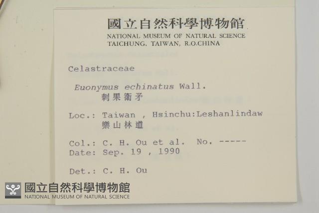 刺果衛矛藏品圖，第2張