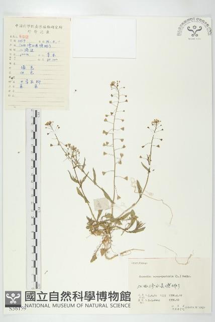 薺藏品圖，第1張