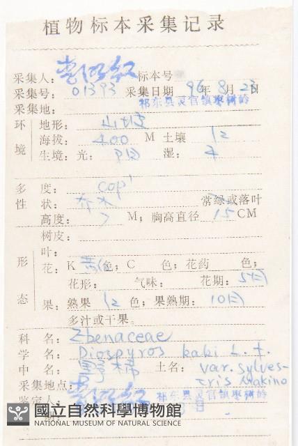 油柿藏品圖，第2張