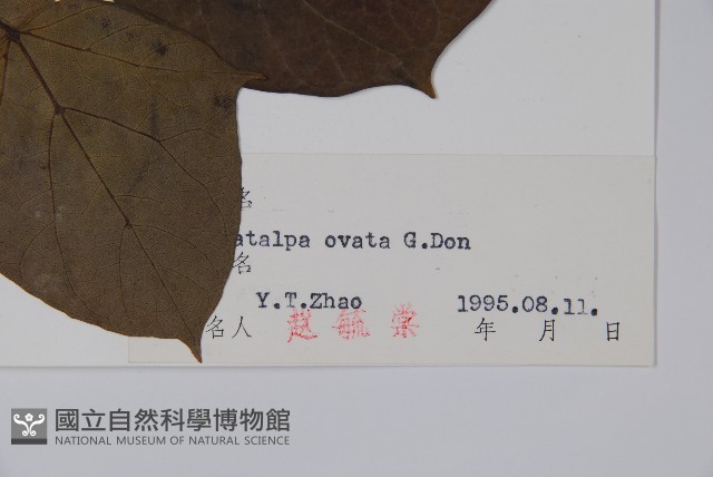 梓樹藏品圖，第2張
