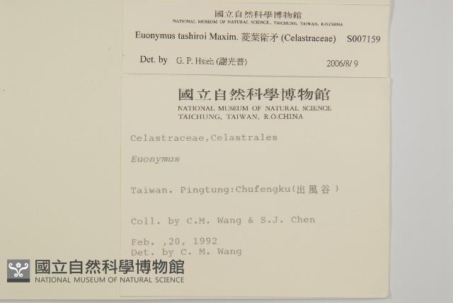 菱葉衛矛藏品圖，第2張