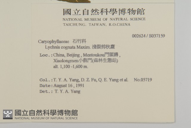 淺裂剪秋蘿藏品圖，第2張