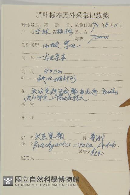 短星菊藏品圖，第2張