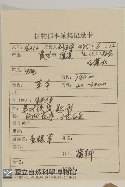 魚眼菊藏品圖，第2張