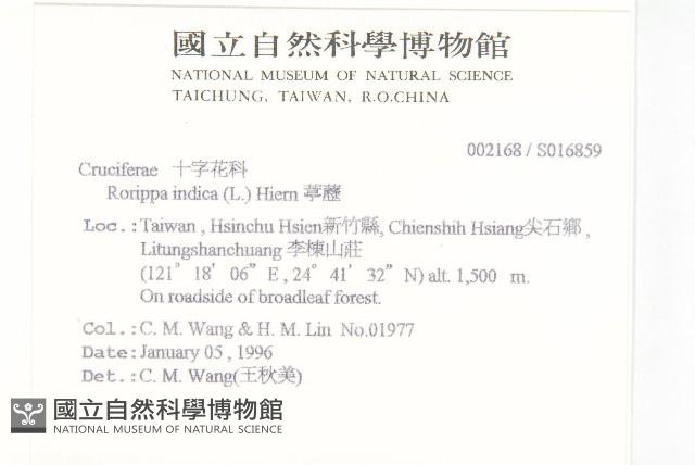 葶藶藏品圖，第2張