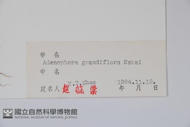 大花沙參藏品圖，第2張