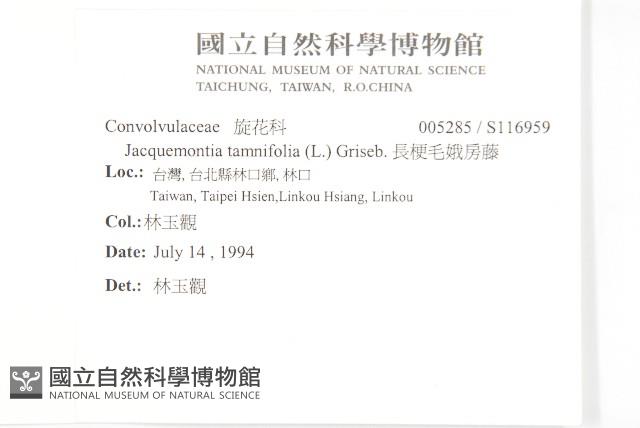 長梗毛娥房藤藏品圖，第2張