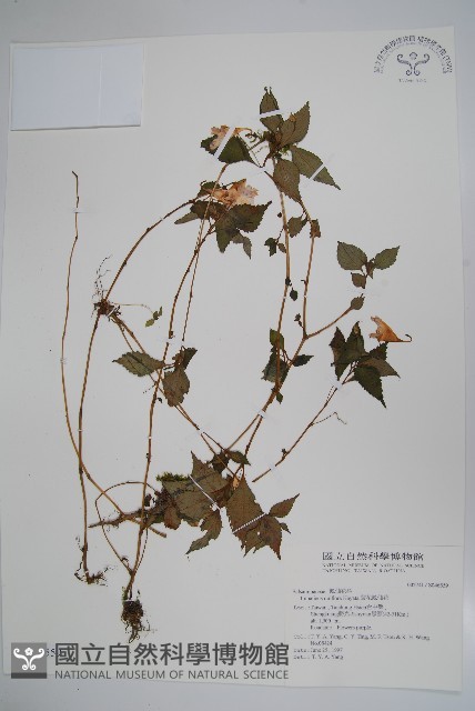 紫花鳳仙花藏品圖，第1張