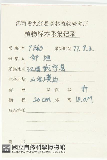 燈臺樹藏品圖，第2張