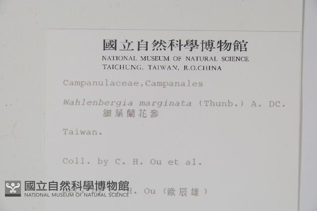 細葉蘭花參藏品圖，第2張