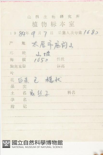 日本菟絲子藏品圖，第2張