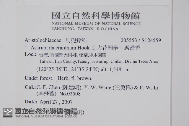 大花細辛、馬蹄香藏品圖，第2張