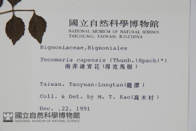 南非凌霄花、得克馬樹藏品圖，第2張